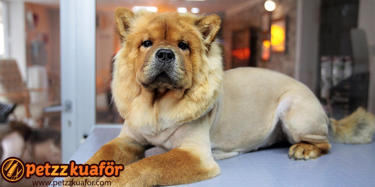 Köpeğin Makine İle Traşı köpeğin makine ile traşı